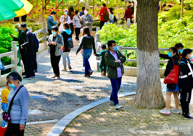 看洛阳牡丹花卉节,洛阳古都牡丹花展