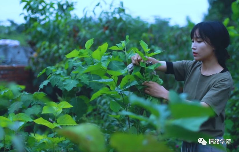 李子柒网红文化,李子柒是抖音最火网红吗