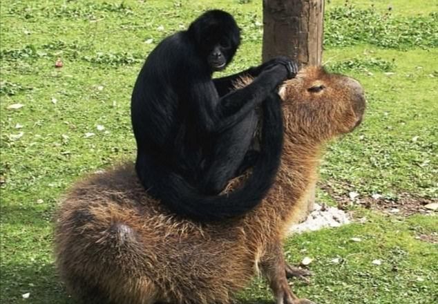 水豚为什么被称为动物中的交际花,水豚是动物界公认的老好人