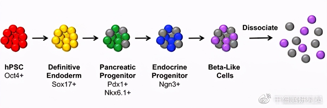 最新干细胞治疗糖尿病,世界干细胞治疗糖尿病最新成果
