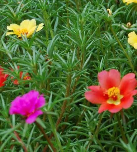 旺财旺宅小盆栽,最旺家的28种植物