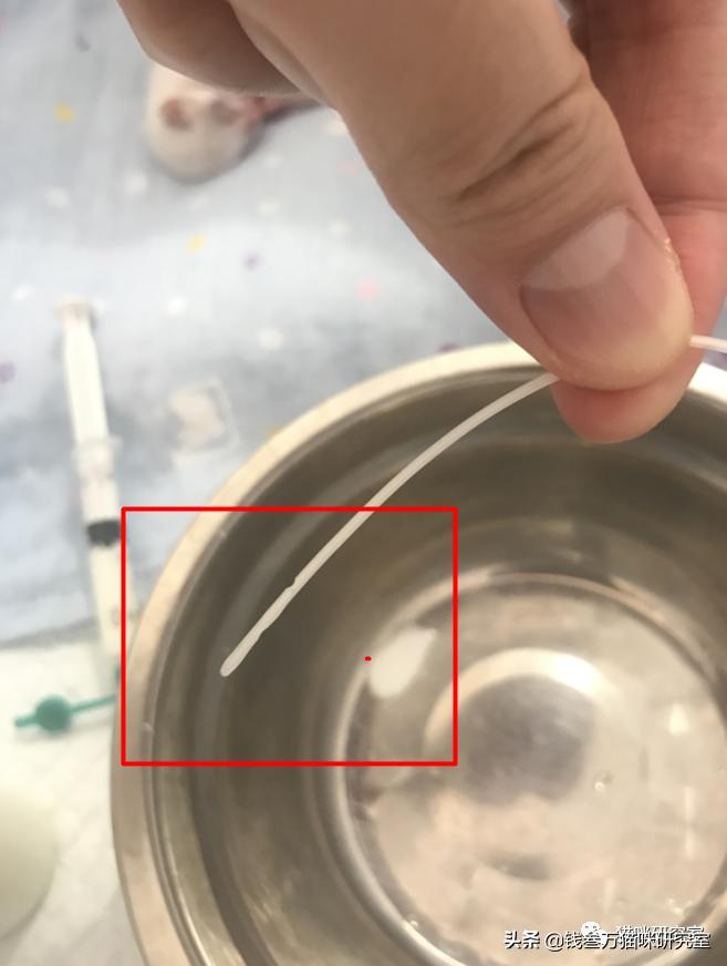 刚生的小猫母猫不在如何照顾,早产没长毛的小猫怎么救活