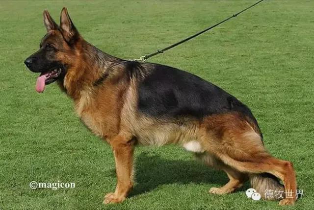 我的狗情结（三）