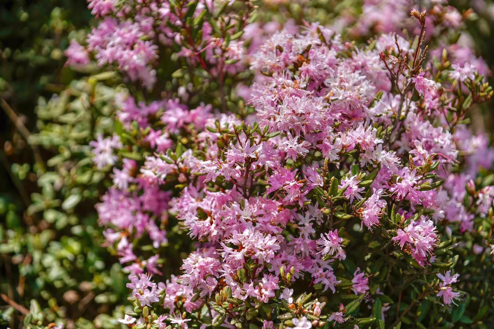 乌蒙大草原高山矮杜鹃,盘州市乌蒙大草原高山