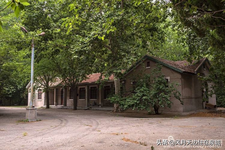 济南的法国梧桐,济南梧桐树美景