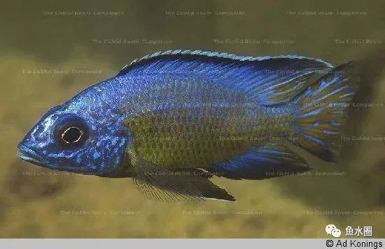 三湖慈鲷马鲷孔雀鱼多久发色,三湖慈鲷鱼之马鲷鱼