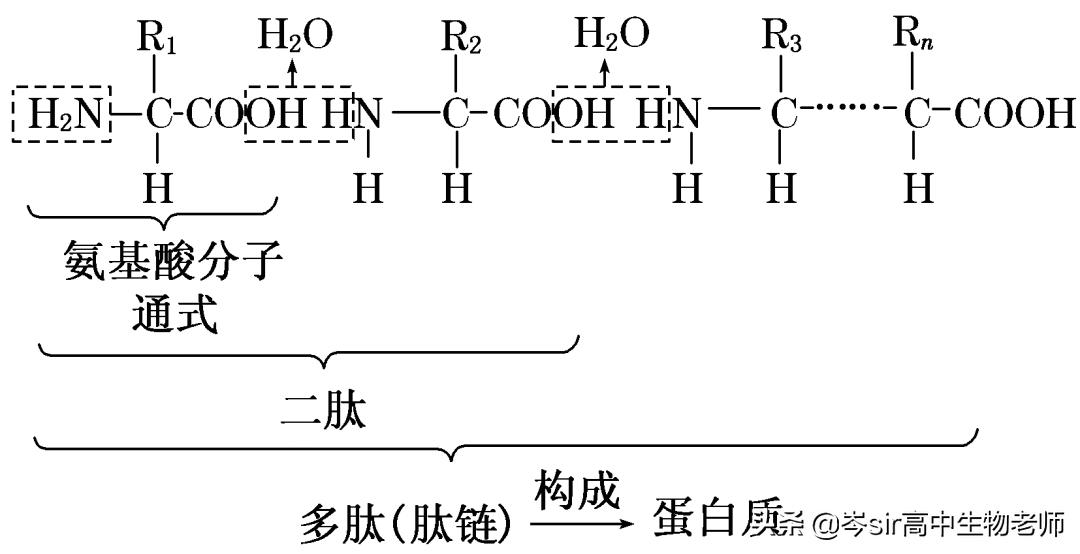 高中生物蛋白质知识点讲解,高中生物必修一蛋白质知识框架图