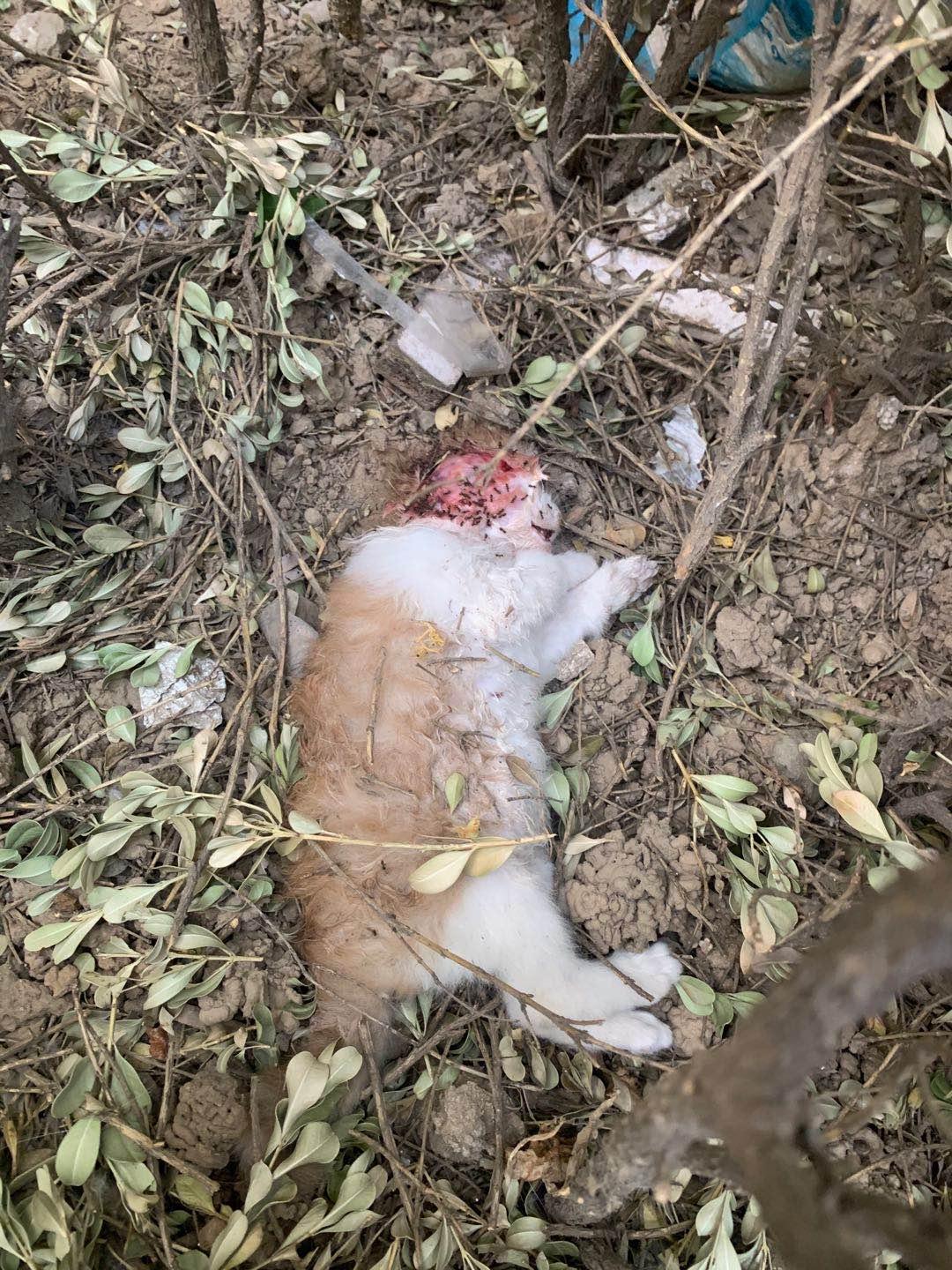 劝父母不要虐待小动物,如何呼吁反虐待动物法