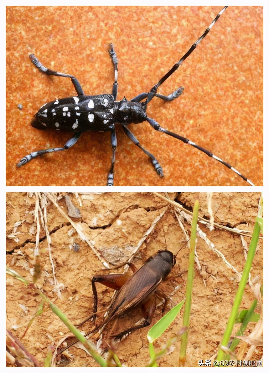 蟋蟀和昆虫,结合昆虫记说一说蟋蟀的特点