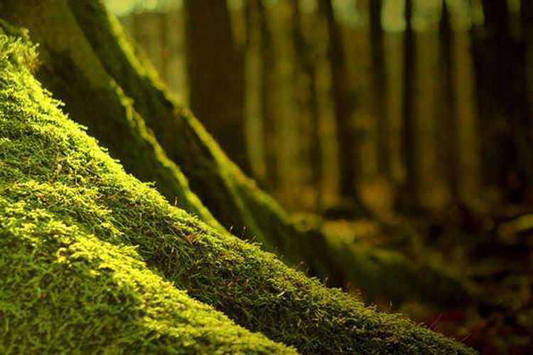 如何正确三招选定香薰，让家怡心怡情更添精致