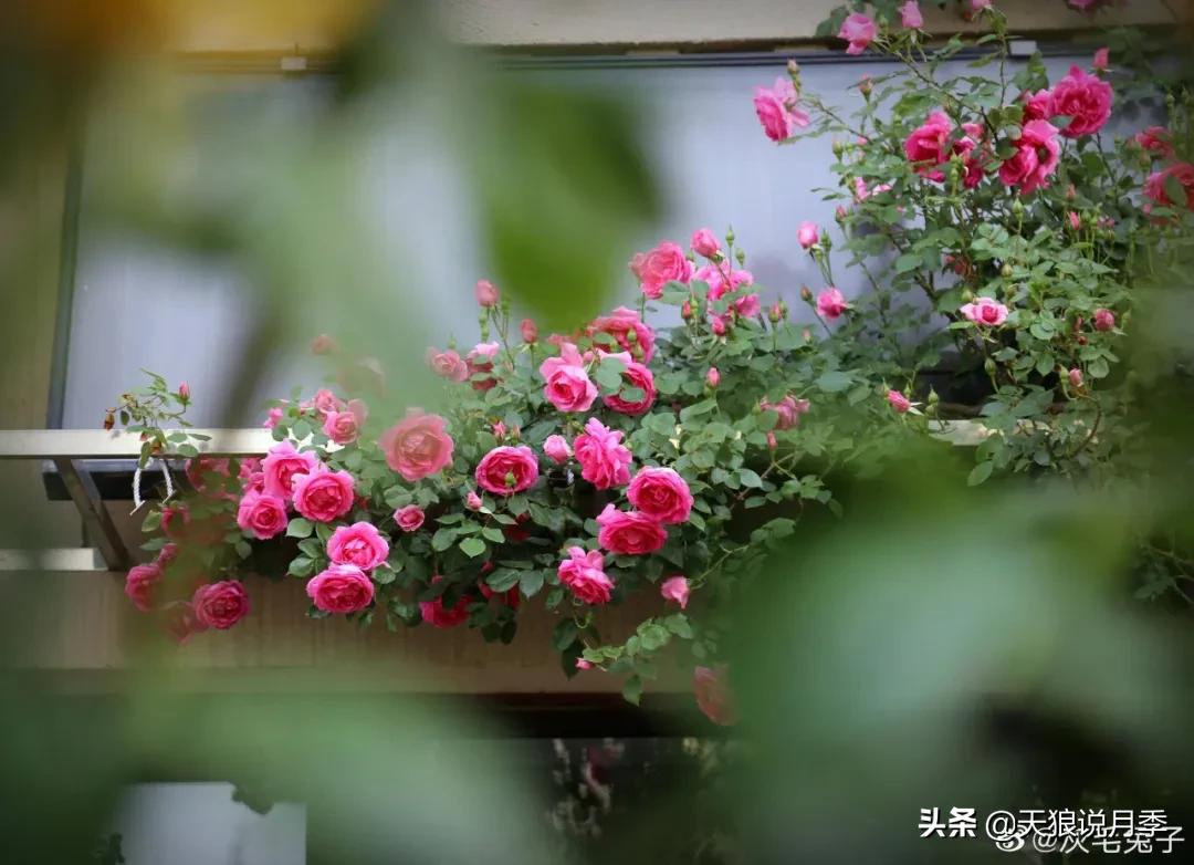 圆滚滚的绣球，瀑布般的花墙，这届花友也太会种花了吧