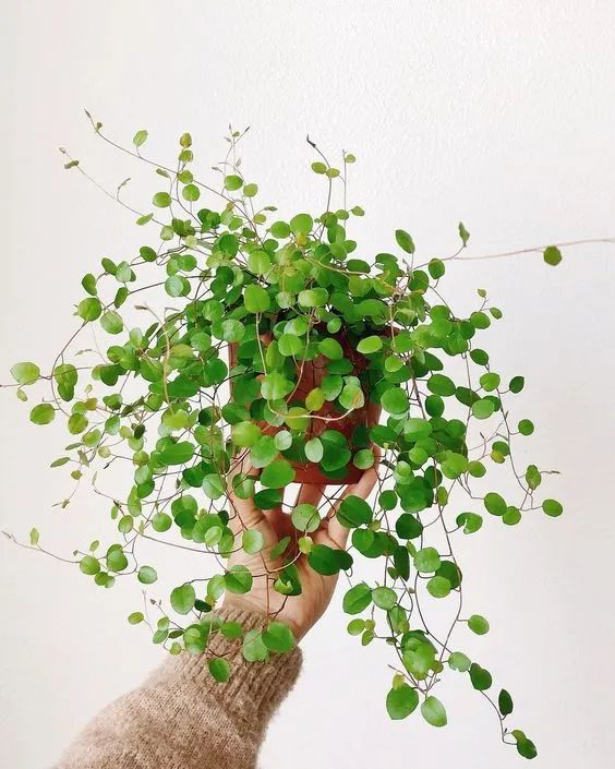 千叶吊兰夏季可以移栽吗,千叶吊兰可以种植在吸水石上吗