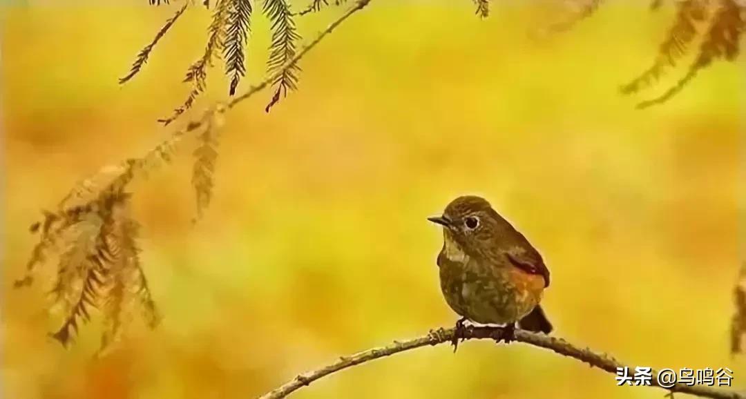 看图识鸟图片及答案,看图识鸟软件哪个好用