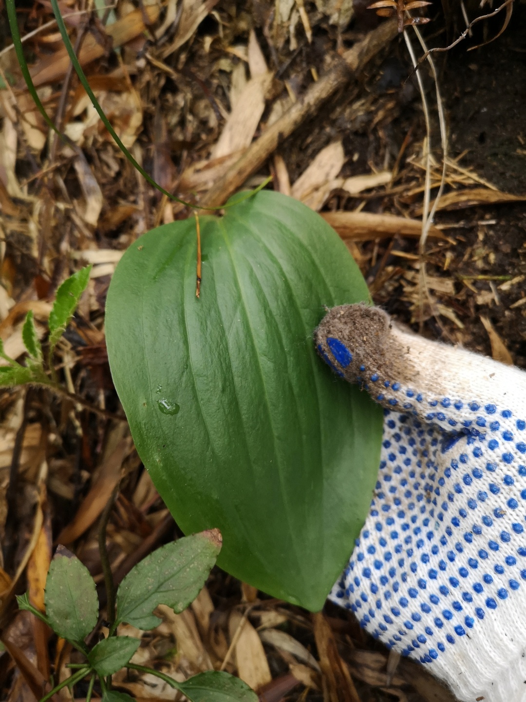 竹林深处探宝——只为了那一棵黄精
