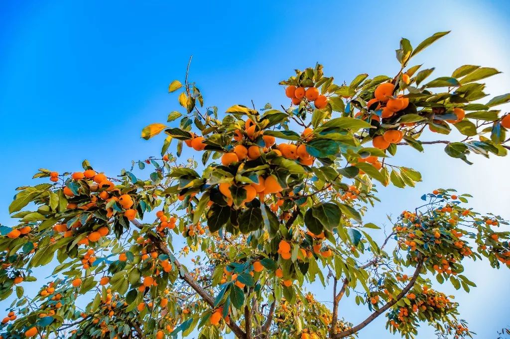 一路遐思入初冬，美好如约而至——张裕卡斯特酒庄