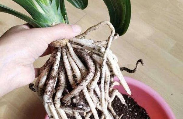 夏季君子兰烂根的补救方法,君子兰烂根夏天怎么处理用多菌灵