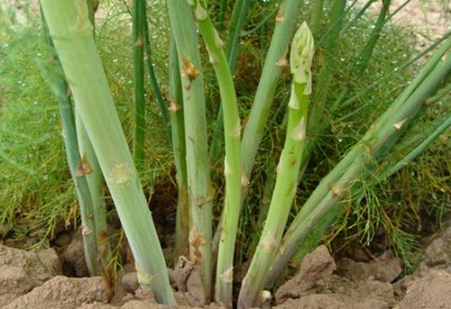 鲜芦笋根部好像发白是不是长毛了,芦笋长裂了怎么办还开花