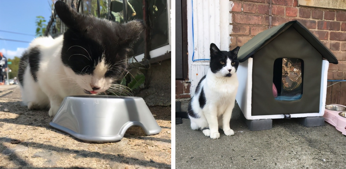 10年前捡回的猫变成的人,8年前从垃圾堆里捡的猫