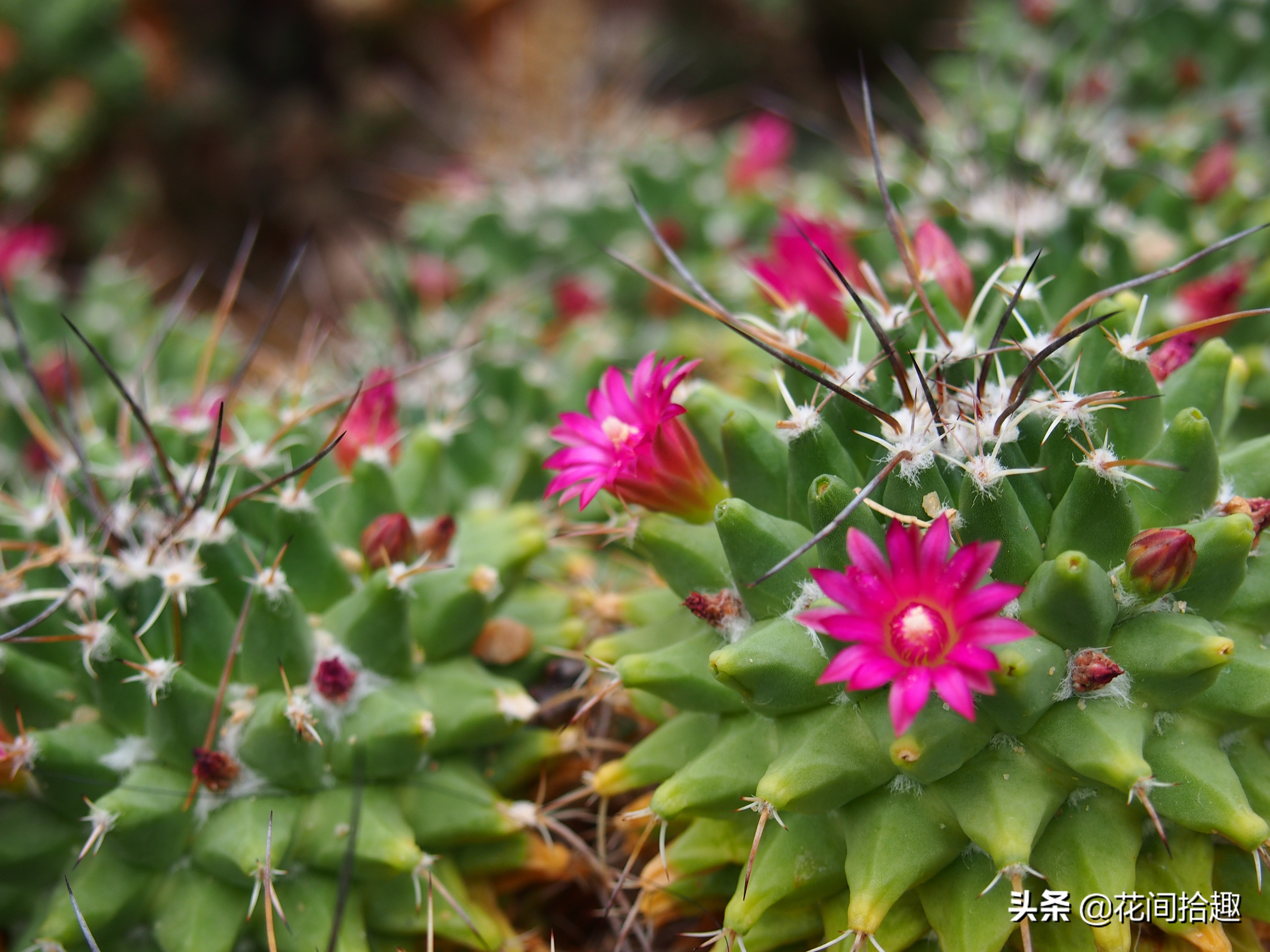 万重山多肉植物仙人掌易养,万重山多肉植物仙人掌