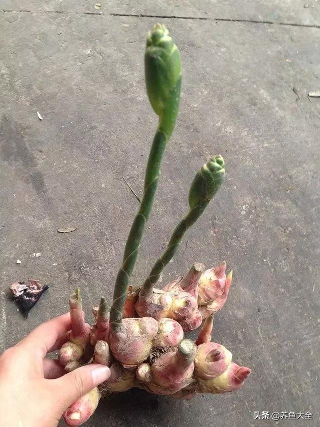 花盆里埋一块生姜，3个月长出小姜崽，1盆结2斤吃不完
