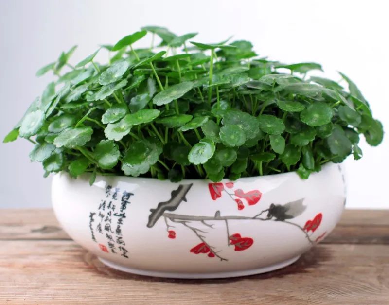 铜钱草叶子黄水培方法,铜钱草叶子黄怎么管理