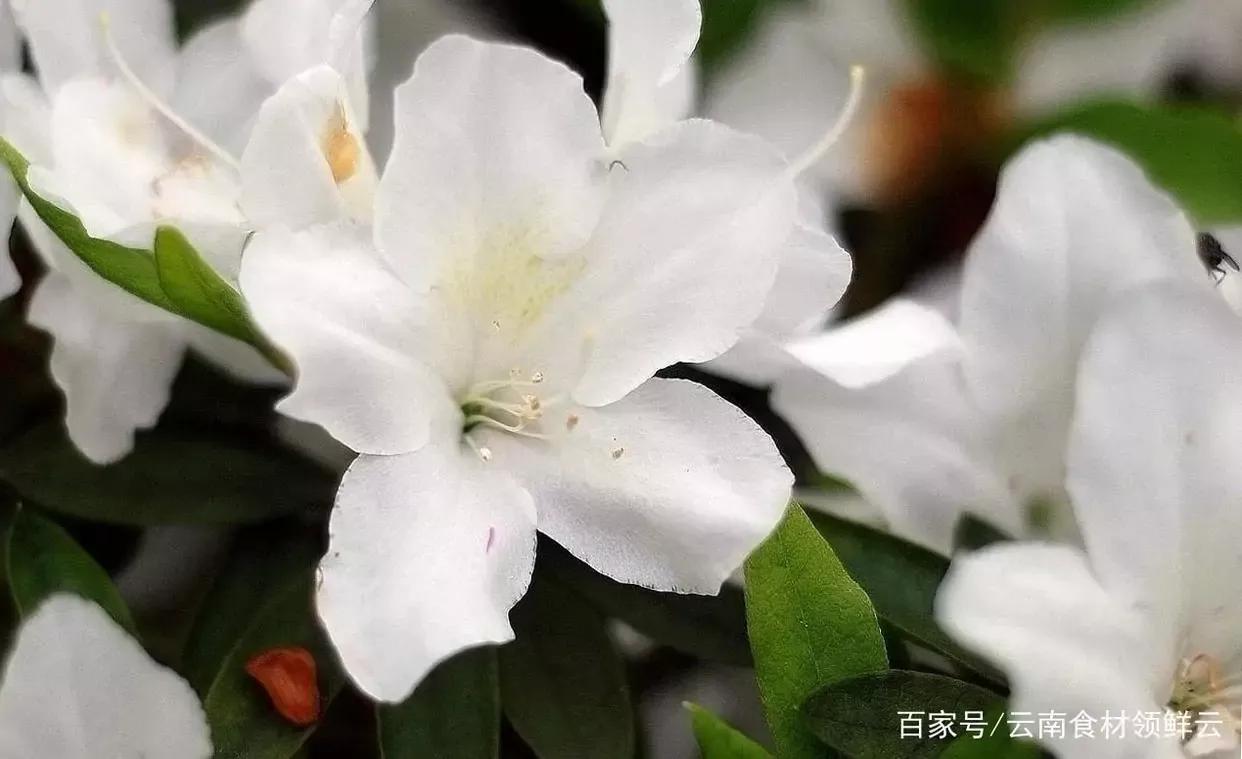 清新的花可以做什么菜,做菜点缀可食用的花