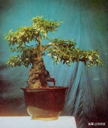 丛林式盆景欣赏,盆景欣赏及制作