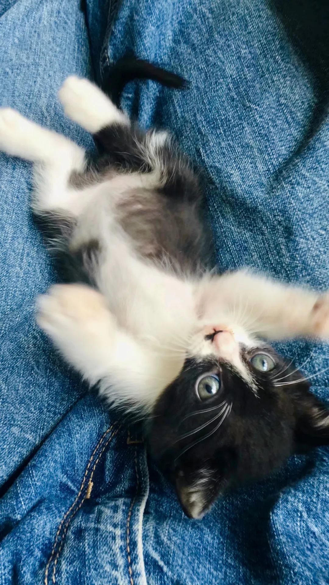 毛孩子散步回家,毛孩子去新家从此不再流浪