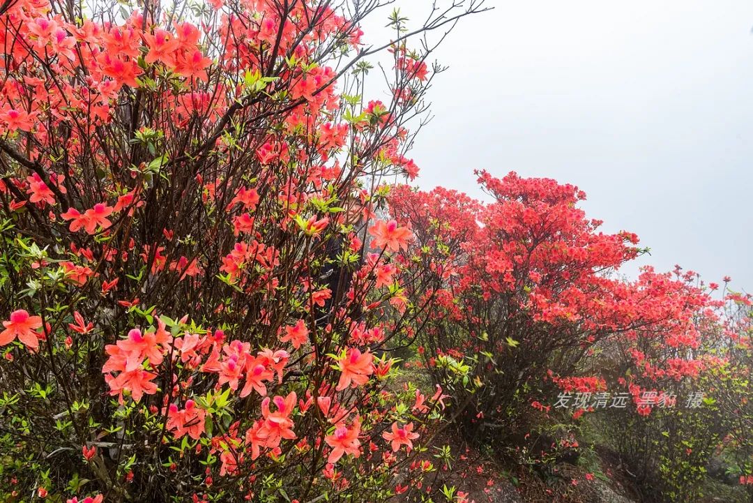 在天露山杜鹃花海丛中劲跳广场舞，这帮广东大妈又火了