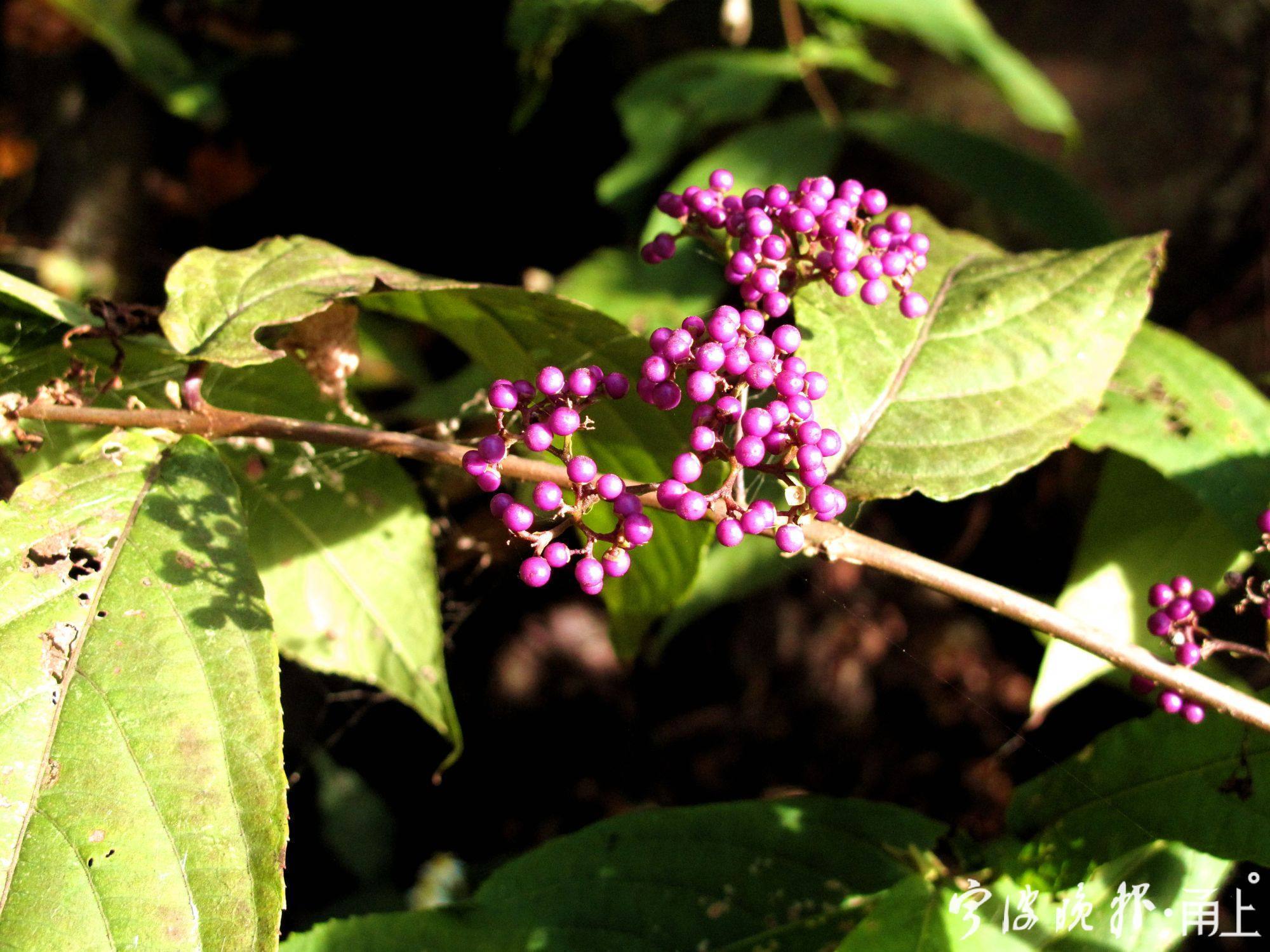 四明山美景,宁波四明山枫叶美景