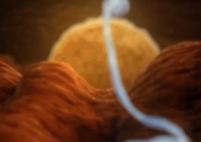 妈妈讲精子和卵子的结合,精子与卵子结合过程科教片