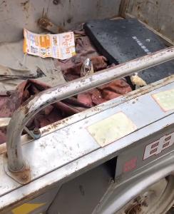 救助流浪猫加菲猫,被遗弃刚出生不久的加菲猫