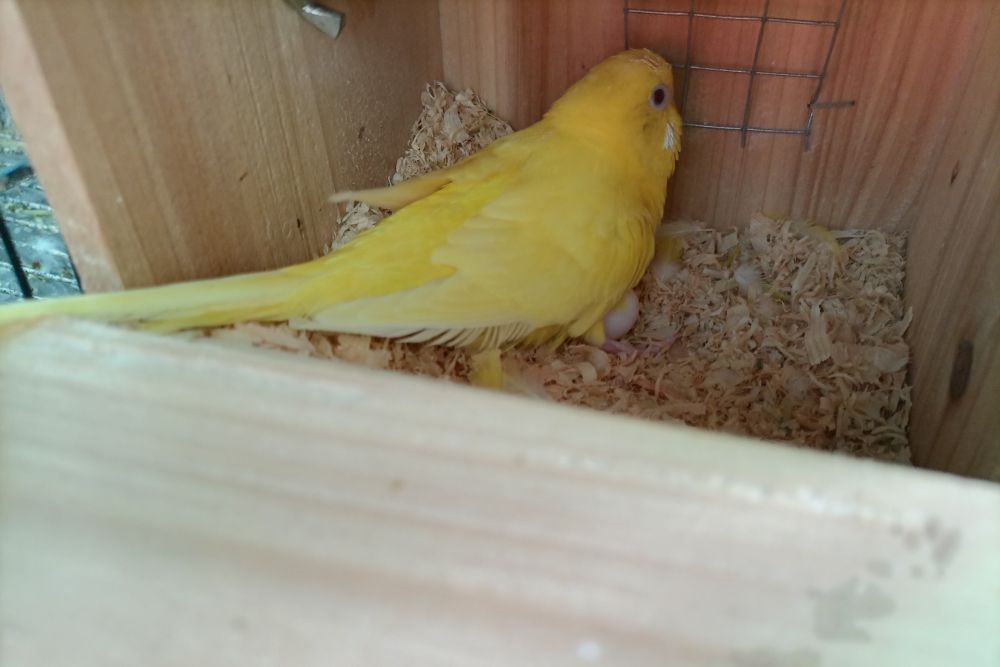 虎皮鹦鹉一共几种颜色,虎皮鹦鹉哪个品种最聪明