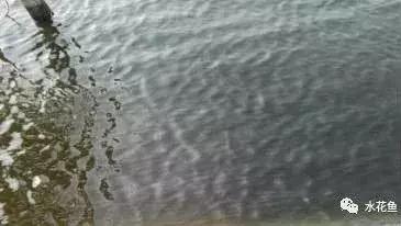 水产养殖水质评价标准,水产养殖水质怎么查看的