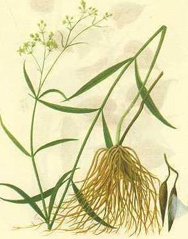 徐长卿是一种什么药材,徐长卿是一味药材