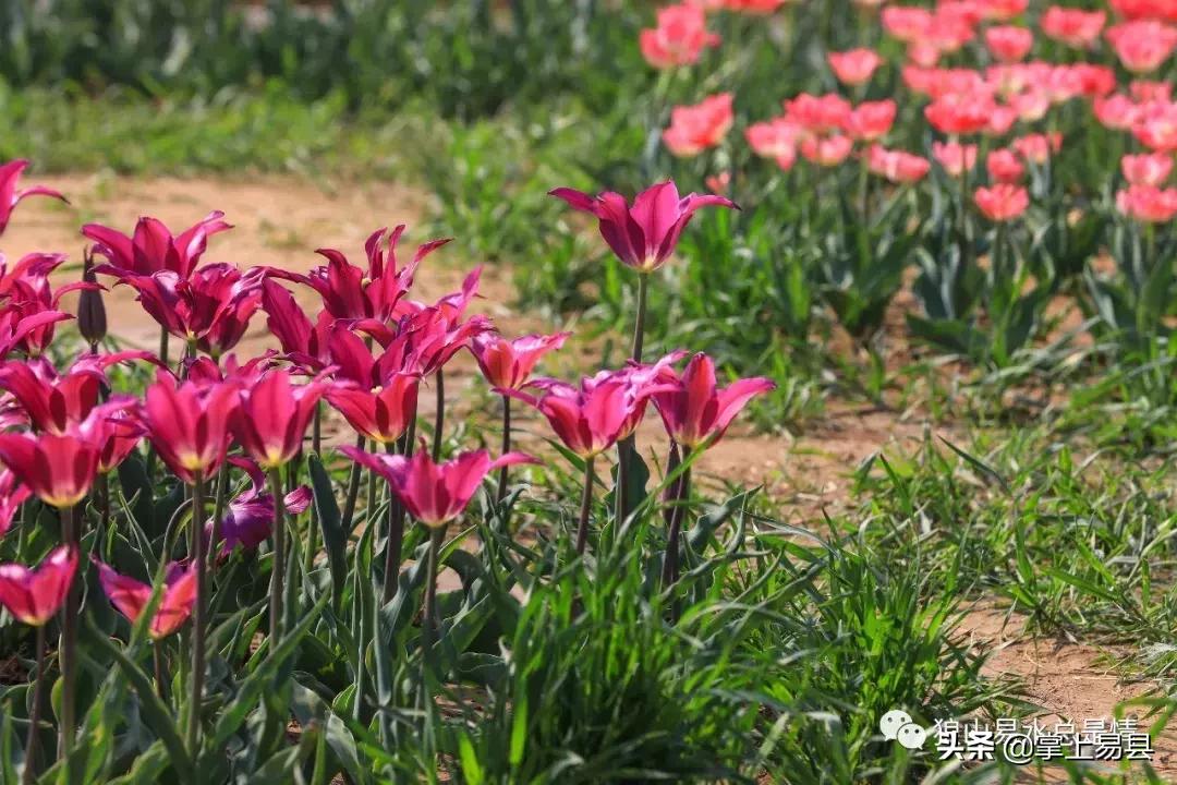 狼牙山下花如海李白诗赞郁金香