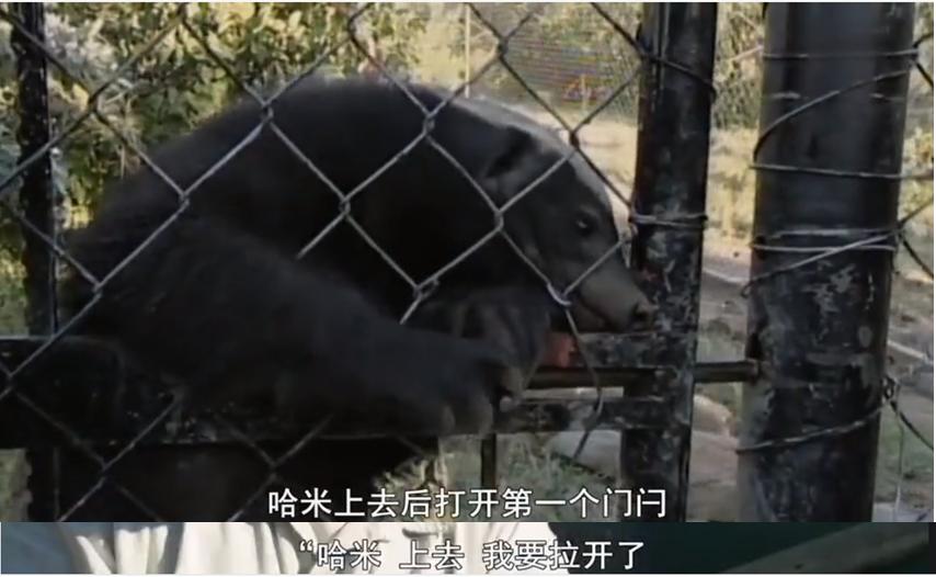 永不服输的蜜獾,曾经有一个保护区饲养了两只,后来怎么样了?