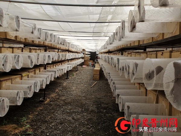 杨蓉鸿:镇宁大山深处喂养野蜂的苗家人