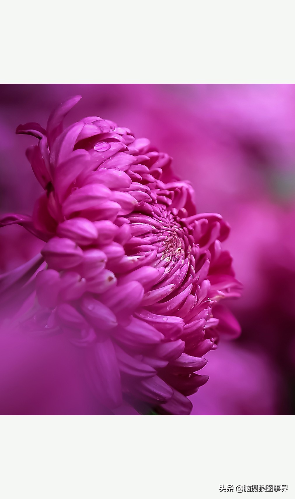 摄影虚化大光圈,佳能24-105镜头怎样拍出虚化效果