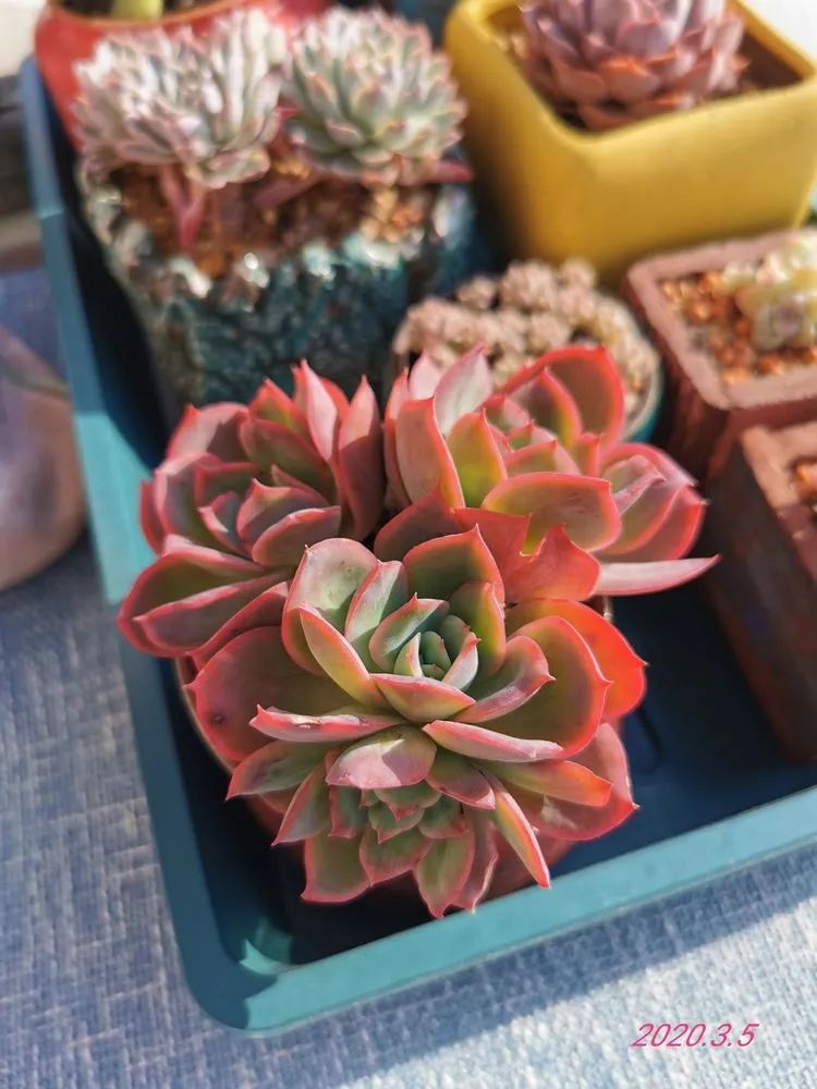 人生就像养多肉一样,人生如同养多肉时间不会怠慢