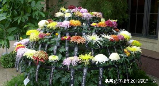 为什么一朵菊花有七八种颜色呢,一株菊花开出7种颜色