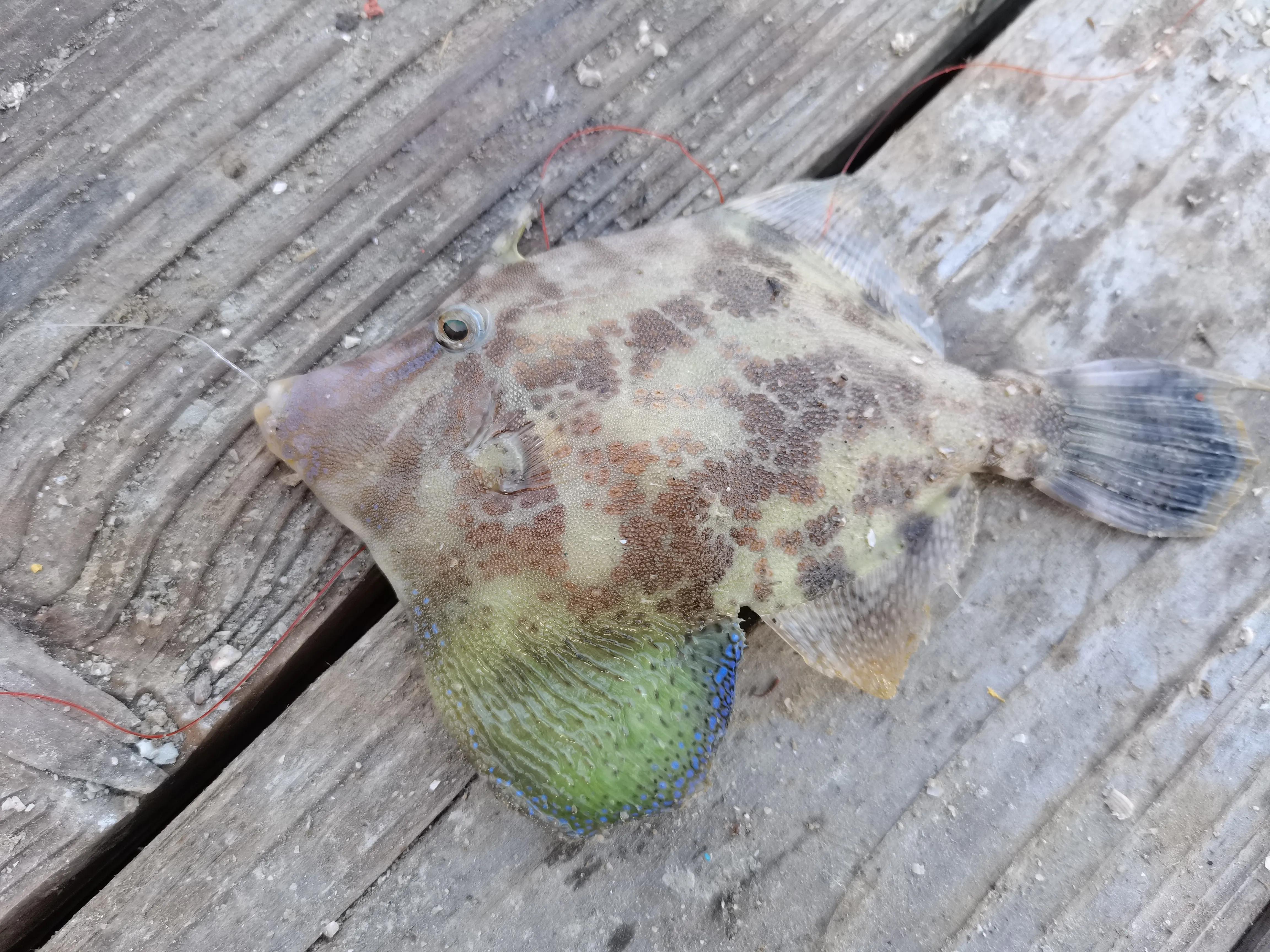 三人出海夜钓，石堆下藏满黄鲷鱼群，每人钓一桶