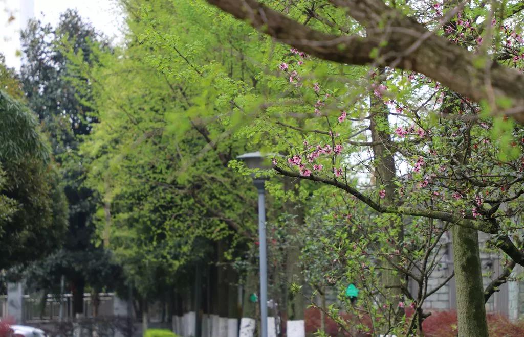 李冰中学都江堰艺术节,都江堰李冰学校文化