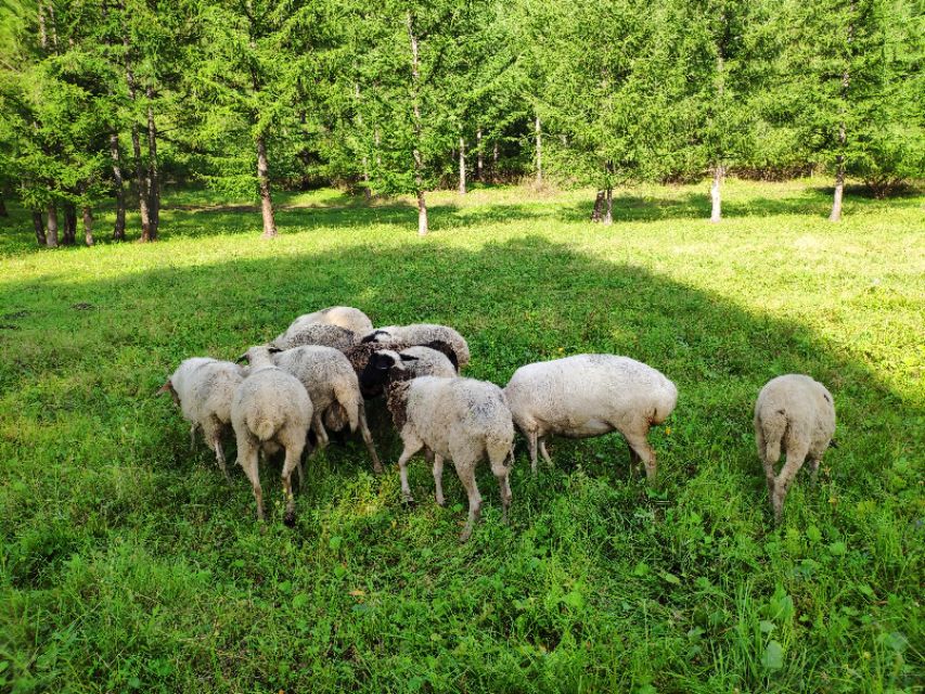 又到遛茬季节,羊吃玉米或者黄豆胀肚、中毒怎么办?兽医告诉你