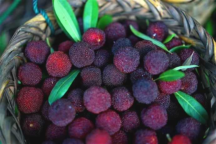 吃上一颗杨梅,正宗苏州杨梅