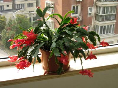 水泡烂苹果，可以喝的“营养液”，干净肥力大，浇啥旺啥，还减肥