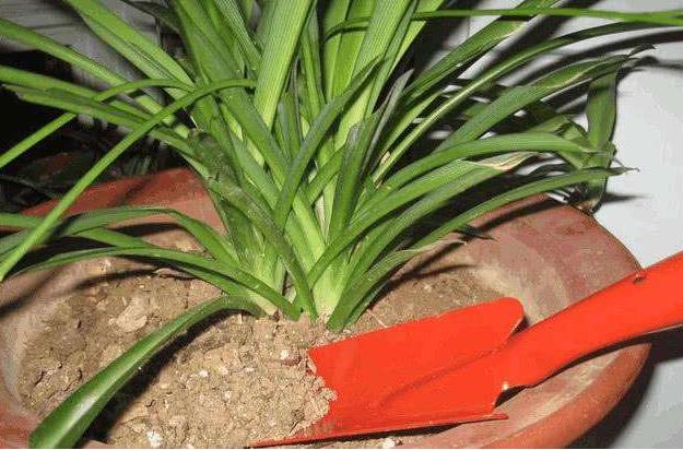 养花土壤怎么排盐碱化快,养花怎么避免土壤碱化板结