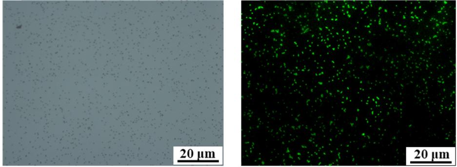 什么消毒液能杀耐药菌,污水处理是不是必用杀菌剂