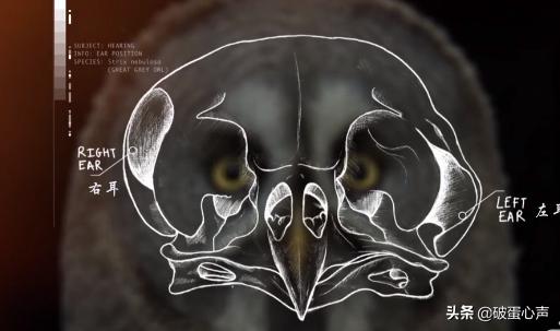 不期而遇:同猫头鹰的短暂邂逅,让我彻底爱上了这个小家伙