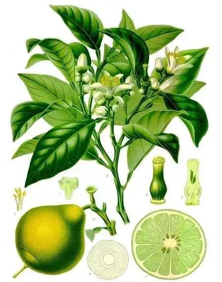 佛手柑清冷香,佛手柑的香气